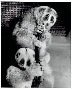 1952 Original Photo slow lorises stare wide-eyed at Bronx Zoo in New York City - Picture 1 of 2