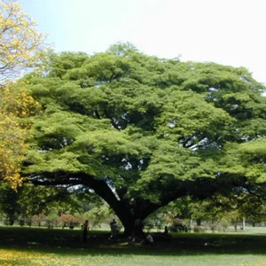 Albizia / Pithecellobium Saman - 20 Seeds Monkey - Pod Tree - Picture 1 of 2