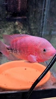 Kamfa Female F0.5 Full Red Eggs Proven Live Fish 6 inch  - Image 1 of 2