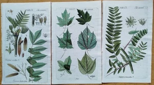 6 Botanical Prints (A) - Original Engravings Schkuhr Botany - 1791 - Picture 1 of 2