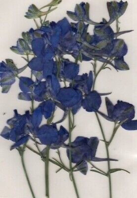 Real Pressed Flowers 4 Stems  Purple Larkspur Ideal 4 Card Making & Floral Craft • 4.95€