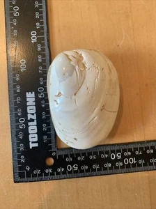 Large Polished Bivalve Fossil Jurassic Madagascar 100% Genuine (Box B10) - Picture 1 of 12