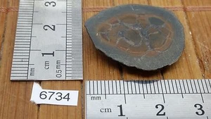 Moitié de nodule de SEPTARIA tranche naturel lithotherapie collection mineraux - Imagen 1 de 1