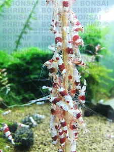 10x Protein Blend Bonsai shrimp lollies 6.5" sticks Red Breeders cherry crystal - Picture 1 of 9