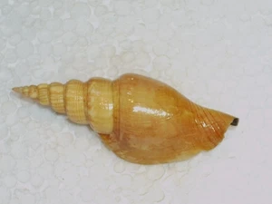 DOXANDER ENTROPI FANTASTIC - Picture 1 of 2