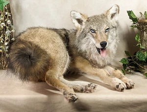 Coyote Prairie Wolf Collectible Full Mount Taxidermy Oddity Curiosity decor gift - Picture 1 of 9