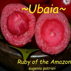 ~UBAIA~ Eugenia Patrisii Ruby of the Amazon sml potd plant - Picture 1 of 7