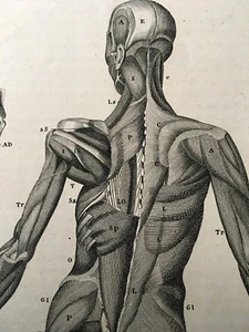 1846 ANATOMIE MUSKELN MENSCHLICHER KÖRPER MEDIZIN ANATOMISCHE TABELLE RÜCKANSICHT - Bild 1 von 7