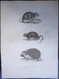Authentic 1820's Description de l'Egypte Volume Mammals, Plate 5 - Rat, Hedgehog - Picture 1 of 2