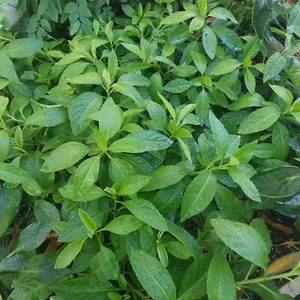 8 Longevity Spinach Cuttings, Gynura Procumbens. At Least 5 inches Each - Picture 1 of 1