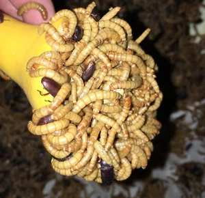 6,000 Live medium High Quality Mealworms Organically Raised in the (PNW) - Picture 1 of 3