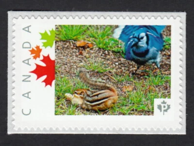 BLUE JAY vs CHIPMUNK = Picture Postage stamp Canada 2015 [p15-10-sn3] MNH - Image 1 of 2