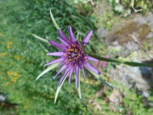103 SAMEN Haferwurzel, Tragopogon porrifolius, BIO-Qualität feines GEMÜSE wurzel - Bild 1 von 1