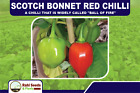 Scotch Bonnet Red Chilli - A Chilli that is Widely Called "Ball of Fire"!