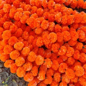 Guirnalda de caléndula artificial naranja vibrante para festivales decoración bodas y hogar - Imagen 1 de 8