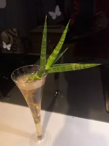 Sansevieria cylindrica "Boncellensis", Bogenhanf Ableger, Zmmerpflanze. - Bild 1 von 6