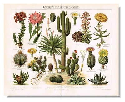 CACTUS CACTI  Antique Print 1890 Original ChromoLithography Various Cactaceae - Image 1 of 4