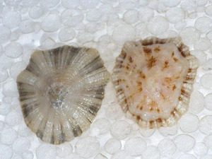 ROTULA CAERULEA F.STELLATA AMAZING SET - Picture 1 of 2