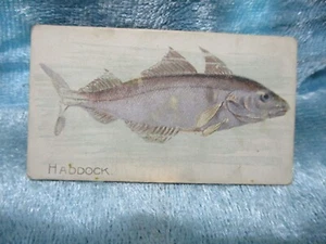 Sweet Caporal Cigarettes Fish Series 1910 Haddock - Imagen 1 de 2