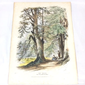 Antique George Barnard Hand Colored Engraving Litho Beech Tree Book Folio 1868 - Picture 1 of 8