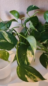 Golden Pothos Starters (3 pack) No Pots. Rooted and Ready To Plant - Picture 1 of 3