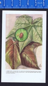 SPIDER MITES - 1952 U.S. Department of Agriculture Insect Illustration - Picture 1 of 1