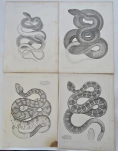 Western American Snakes Anatomy Ophidians 1859 Lot x 16 gravierte Zoologie Drucke - Bild 1 von 12
