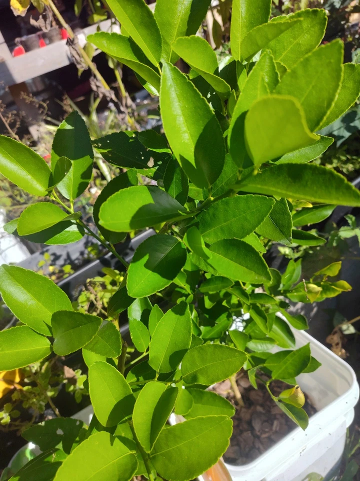 Semillas de calamondina enana - 10 semillas orgánicas frescas - ¡Envío gratuito! Foto 1 de 1