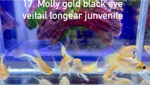 MOLLY GOLD BLACK EYE VEITAIL LONGEAR JUNVENILE LIVE FISH USA#17 - Picture 1 of 12