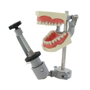 Columbia 860 Dental Typodont Mounting Pole Train Exam Model 32 Removable Teeth - Picture 1 of 18