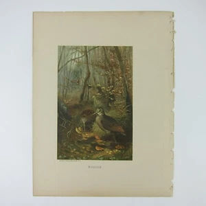 Antique 1898 Victorian Art Bird Print Lithograph Woodcock in Forest Louis Prang - Picture 1 of 16