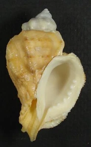 MUREX MILIARIS 56.26mm SUPER CHOICE ORANGE SPECIMEN Sogod, Cebu, Philippines - Picture 1 of 2