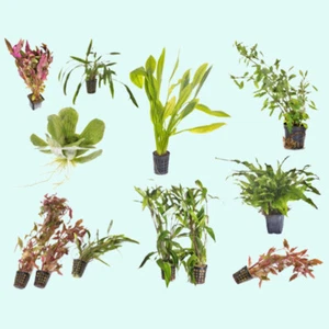 Beginner Live Aquarium Plants Bundle Live Aquarium Plants - Picture 1 of 60