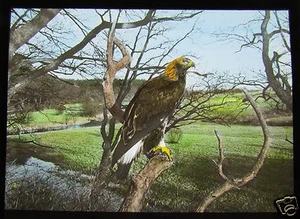 Glass Magic Lantern Slide EUROPEAN BIRDS OF PREY NO15 ORNITHOLOGY PHOTO - Picture 1 of 2