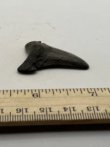 1.75” Angustiden Shark Tooth Fossil GA Coast V36 - Picture 1 of 5