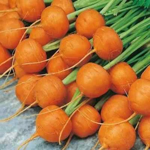 PARIS CARROT SEEDS - Heirloom Organic Vegetable Round Mini Carrot Seeds - Picture 1 of 1