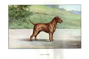 Stampa Antica CANE = BORDER TERRIER (70) = Primi del 900 = DOG Old Print - Picture 1 of 1
