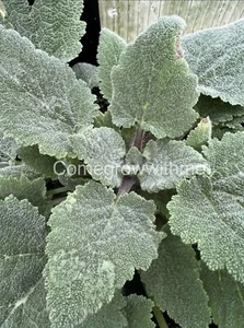CLARY SAGE SEEDS (Salvia sclarea) 30 Seeds Essential Oil Herb Garden - Picture 1 of 1