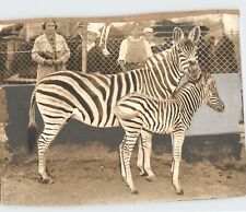 Vintage Zoo Visitors Look at ZEBRA Mother & Baby Rare 1936 Press Photo