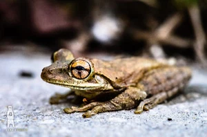 Cuban Tree Frog - Fine Art Macro Photography Prints - by Bear8Photo - Picture 1 of 9