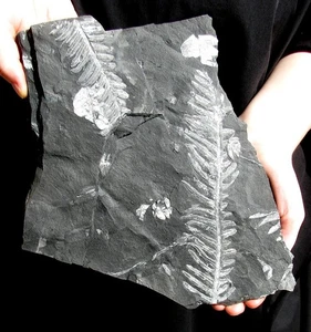 NICE LARGE TWO-SIDED MULTIPLE PLATE OF WHITE FERN FROND FOSSILS - GREAT DISPLAY! - Picture 1 of 2
