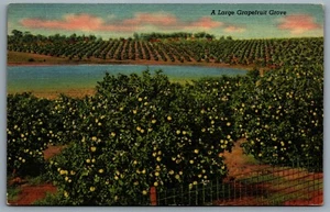 Postcard Florida 1940A Large Grapefruit Grove Citrus × Paradisi Linen Unused - Picture 1 of 2