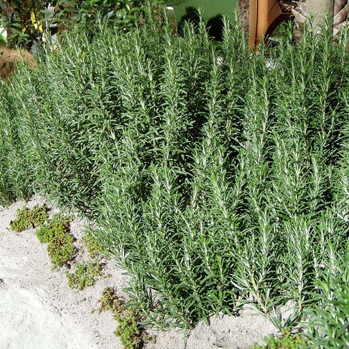 Rosmarinus officinalis ARP HARDY ROSEMARY Herb Seeds! eBay