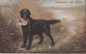 ALPHA POSTCARD C1917 BLACK RETRIEVER AND DUCK - YELVERTON DEVON - Picture 1 of 2