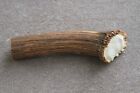 REAL RED DEER ANTLER SECTION WITH BURR / CROWN SECTION / FOR A KNIFE HANDLE