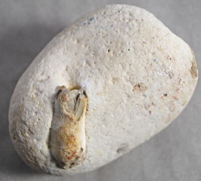 Rock Fossil Bone - Image 1 of 4