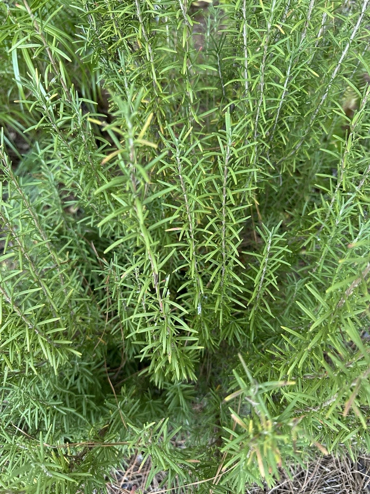 Fresh Rosemary Stems, Fresh Cut, 12 Pack 5-9” No Pesticides Organically Grown - Image 1 of 1