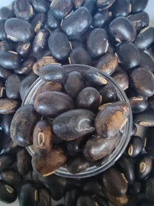 Velvet Bean Konch Beej 90 gms Kaunch Seed, Mucuna Pruriens Indian free Postage - Picture 1 of 7