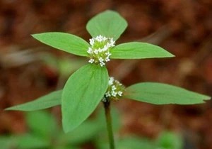 Albahaca Buttonweed - Spermacoce ocymoides - 10+ semillas - semillas - E 333 - Imagen 1 de 1