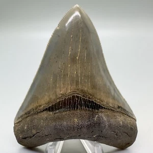 Sharply serrated BEAUTIFUL COLORS 3.76" Fossil MEGALODON Shark Tooth - USA - Picture 1 of 8